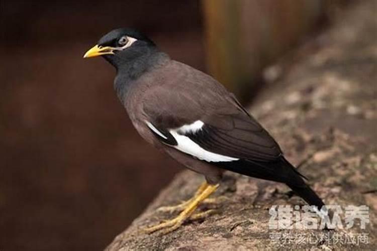 已婚女人梦见淋雨回家