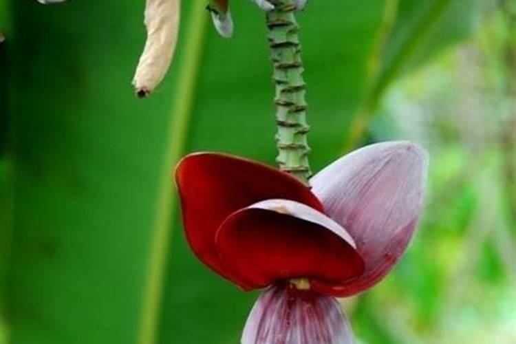 香蕉花代表什么生肖