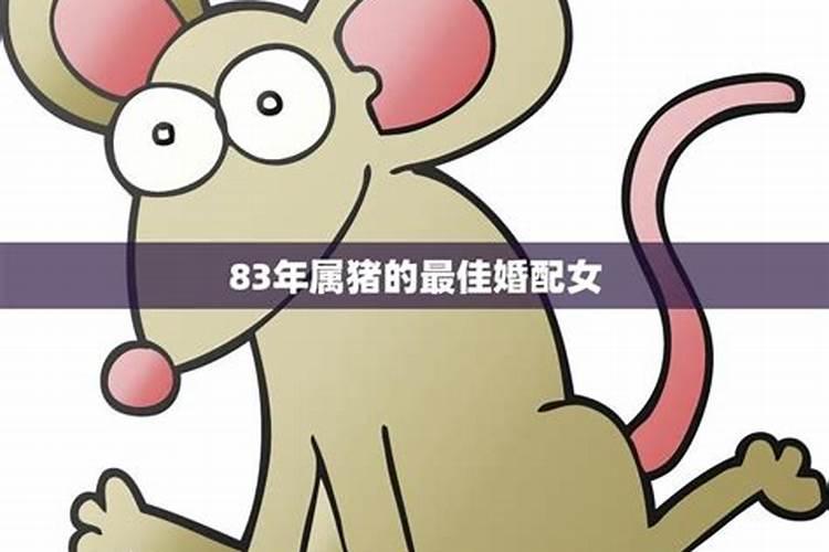 81鸡和83猪可以合婚吗