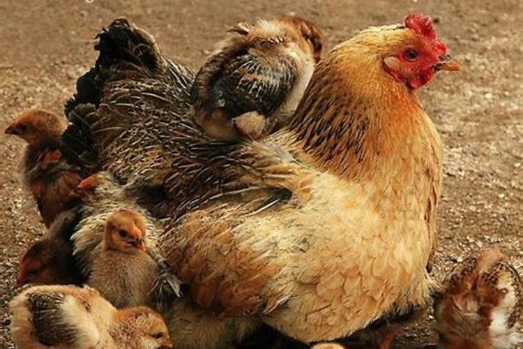 梦到母鸡和公鸡