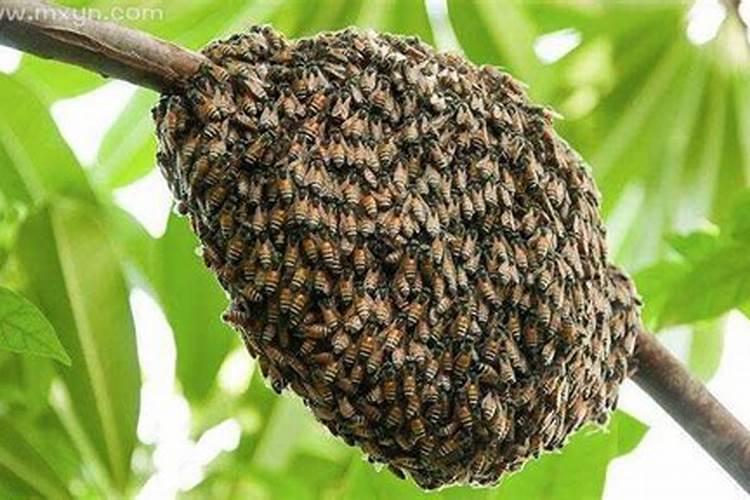 梦见蜜蜂窝和很多蜜蜂是什么意思