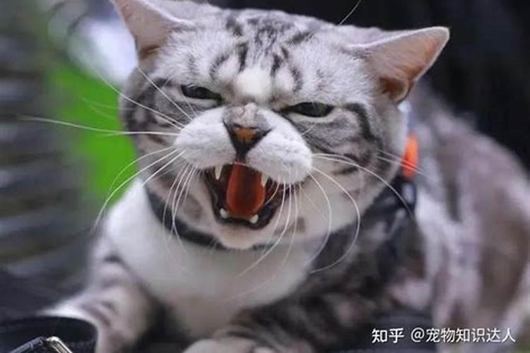 梦到好几只猫攻击我