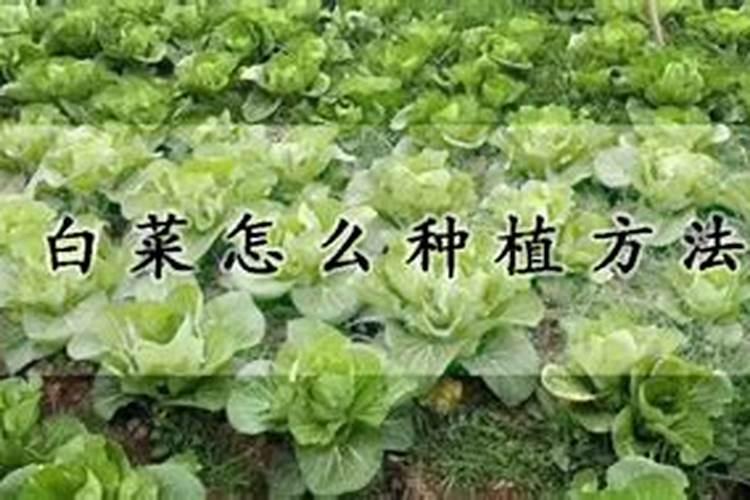 梦到大白菜是什么意思