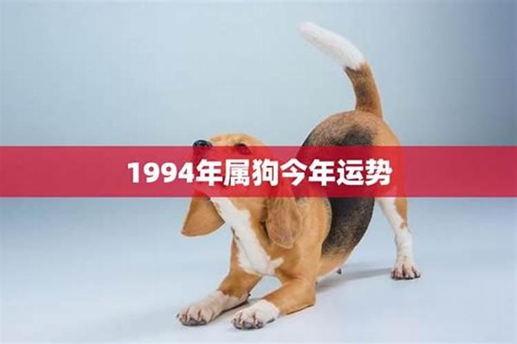 1994属狗今年运势