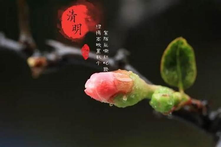 今年清明节什么生肖