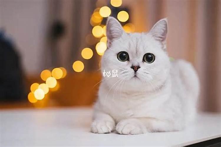 孕妇梦见猫是胎梦吗