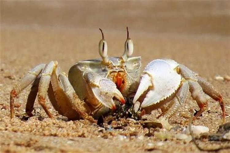梦见螃蟹是什么意思打一动物生肖