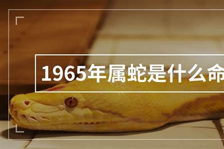 1965属蛇的人是什么命