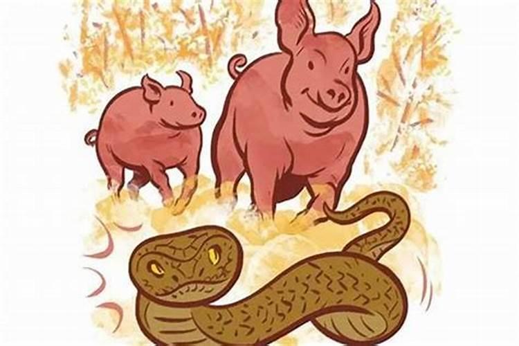 属猪和属蛇的婚姻怎么样好不好呢
