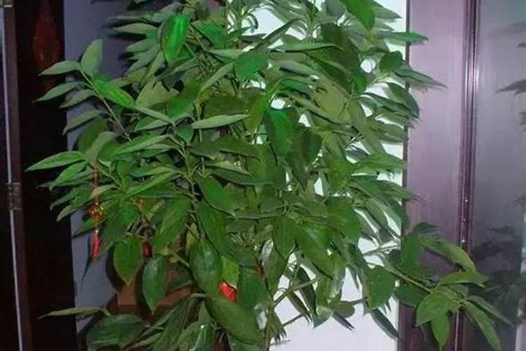 進門口放什麼植物旺宅旺財?別墅大門口放什麼最旺_風水知識_研幾周易