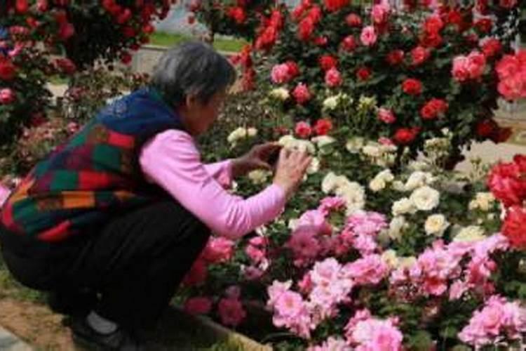 梦到种花是什么意思啊