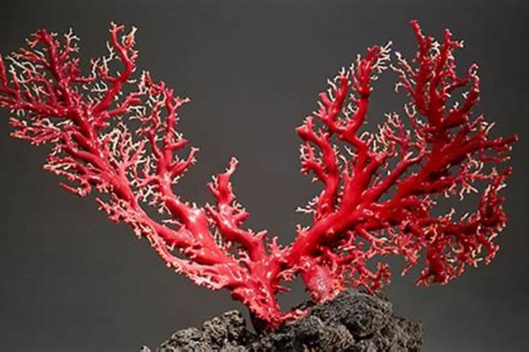 红珊瑚适合什么属相戴