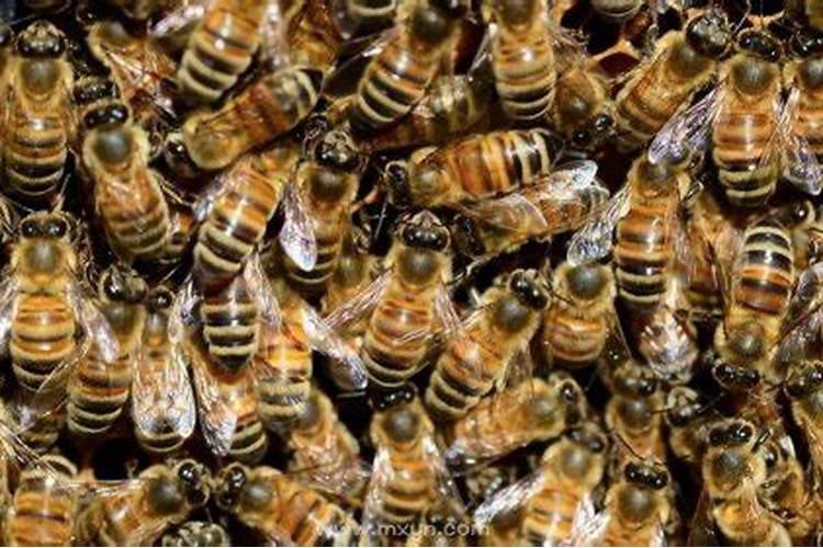 梦见很多的蜜蜂是什么意思周公解梦