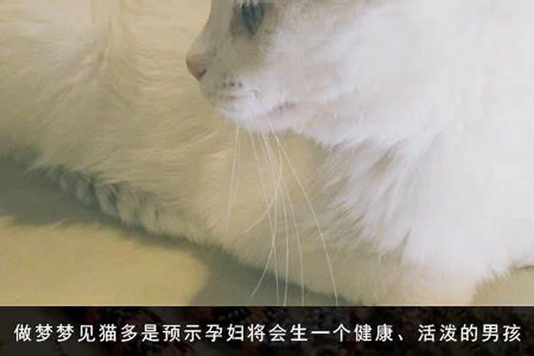 女人梦见猫预示着什么