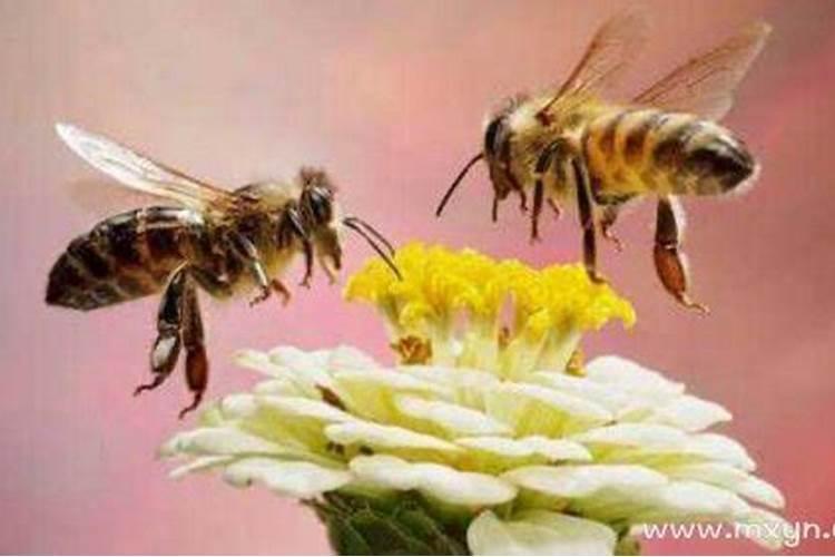梦见一个蜜蜂是什么预兆解梦