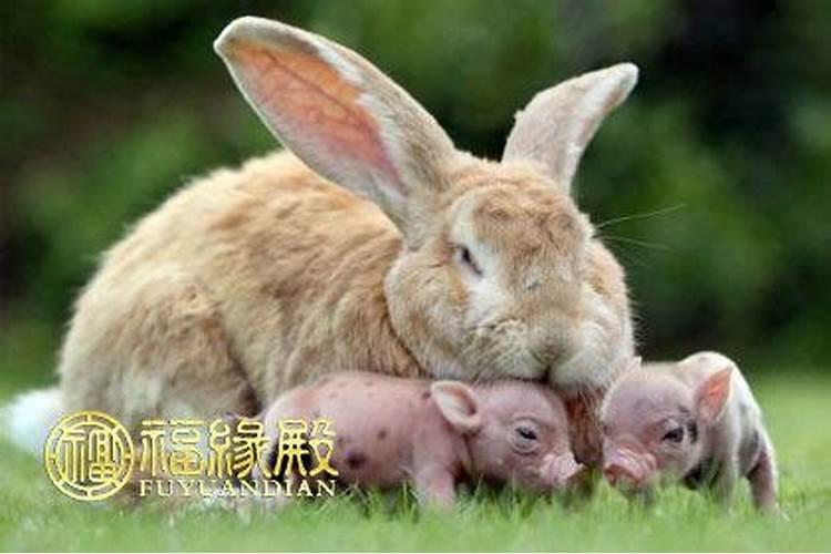 猪和兔子婚姻配吗