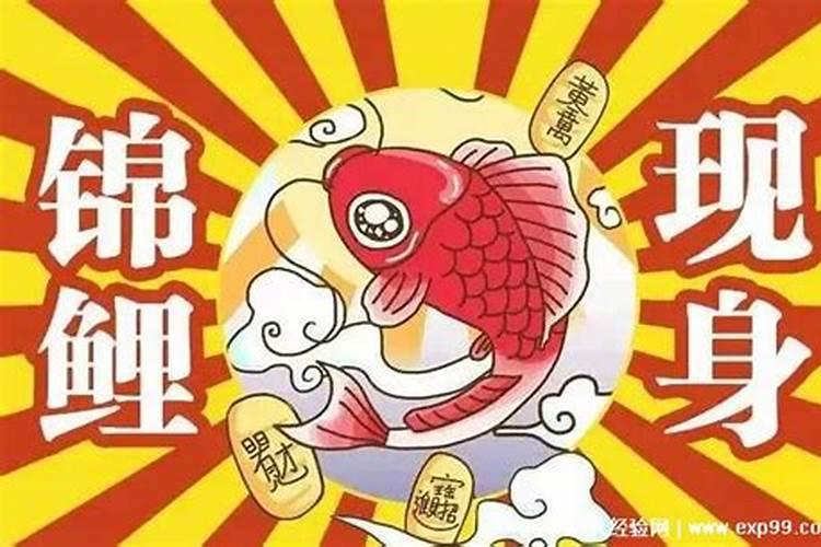 锦鲤的运气什么意思