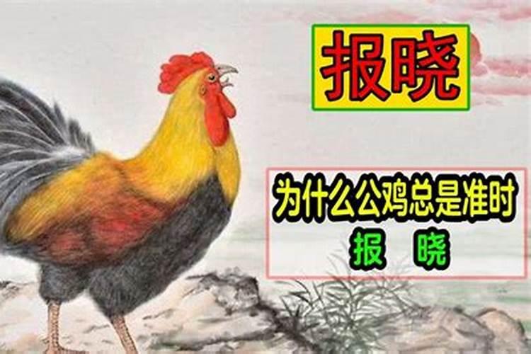 公鸡报晓是什么生肖