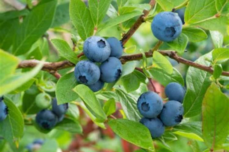梦见吃蓝莓是什么意思有什么预兆