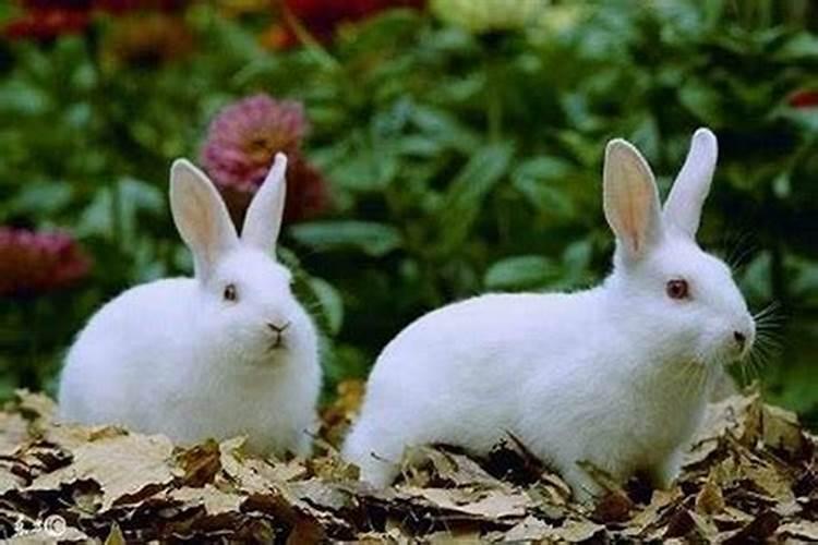 1999年属兔女和1999年属兔男相配吗
