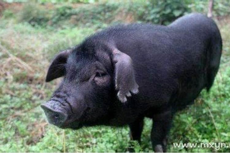 晚上梦见黑猪是什么征兆