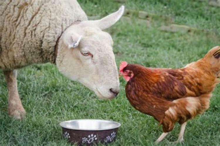 鸡和羊属相能配夫妻吗