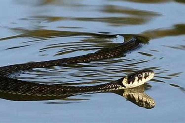 梦见很多蛇在水里游这是什么预兆