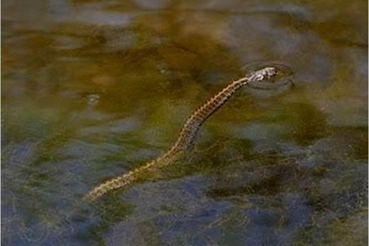 梦见一群蛇在水里游是什么意思