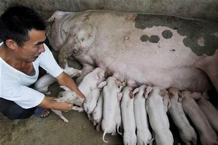 男人梦见猪是什么预兆并且跟猪打架