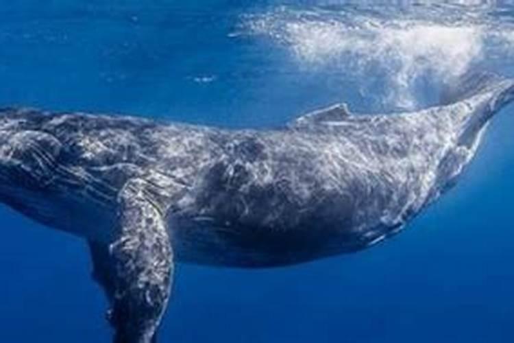 鲸鱼代表什么生肖动物