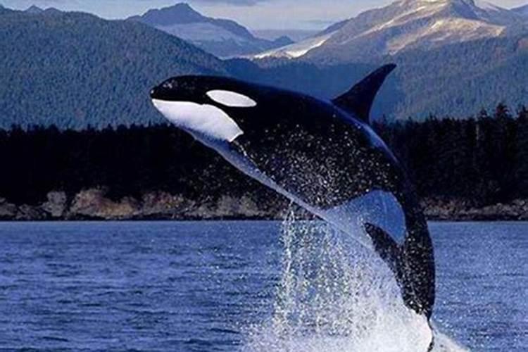 鲸鱼代表什么生肖动物