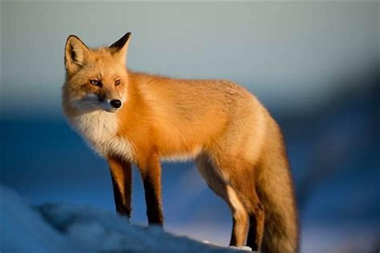 梦到一群狐狸意味着什么