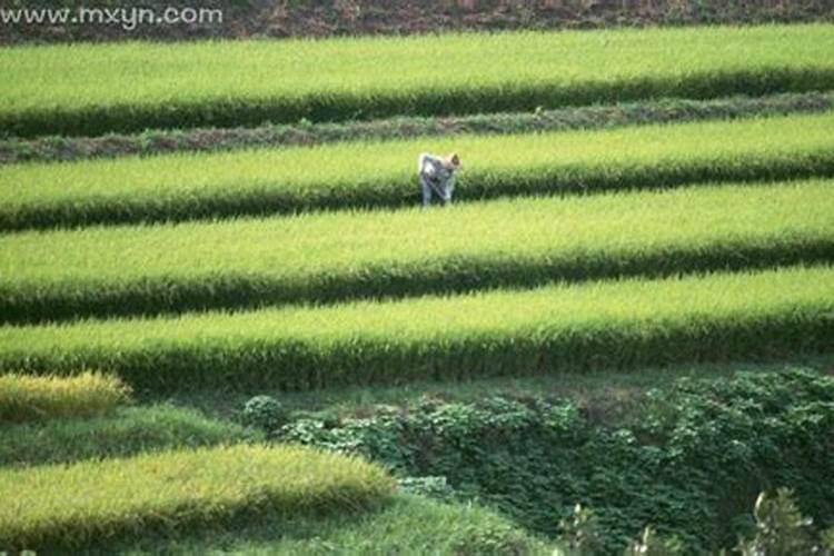 八十多岁属狗是哪一年出生的