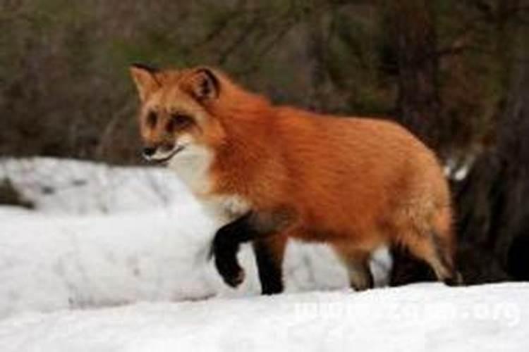 梦见许多小狐狸红色的