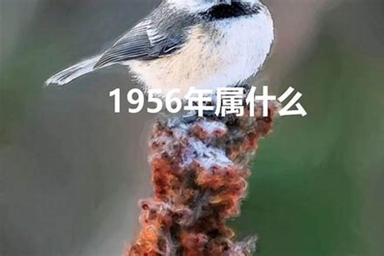 1956年属什么生肖的宝宝