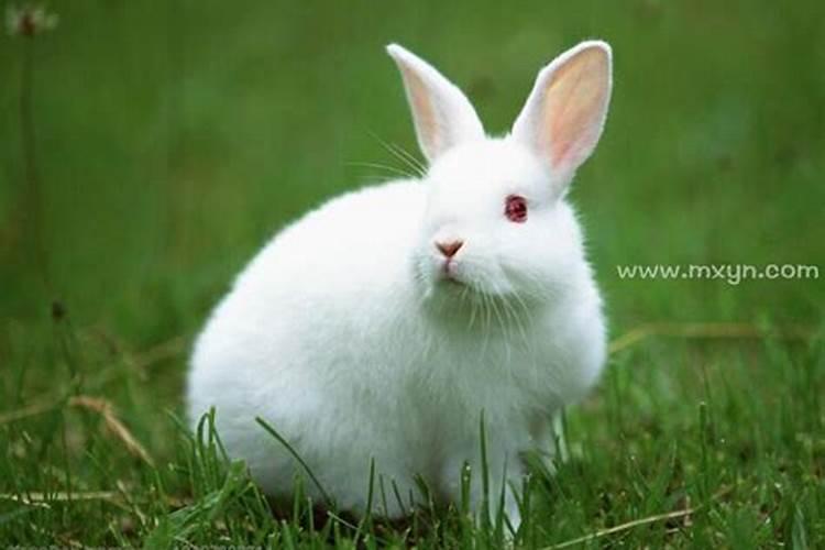 做梦梦到白兔子是啥征兆