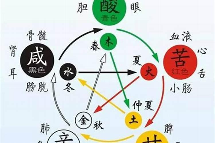 皮质五行属什么