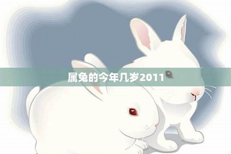 2011属兔的今年几周岁