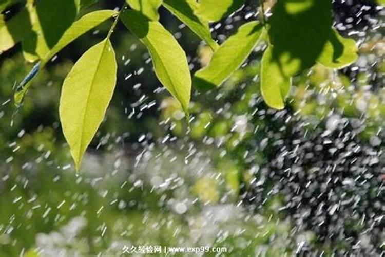 梦见水下雨什么预兆