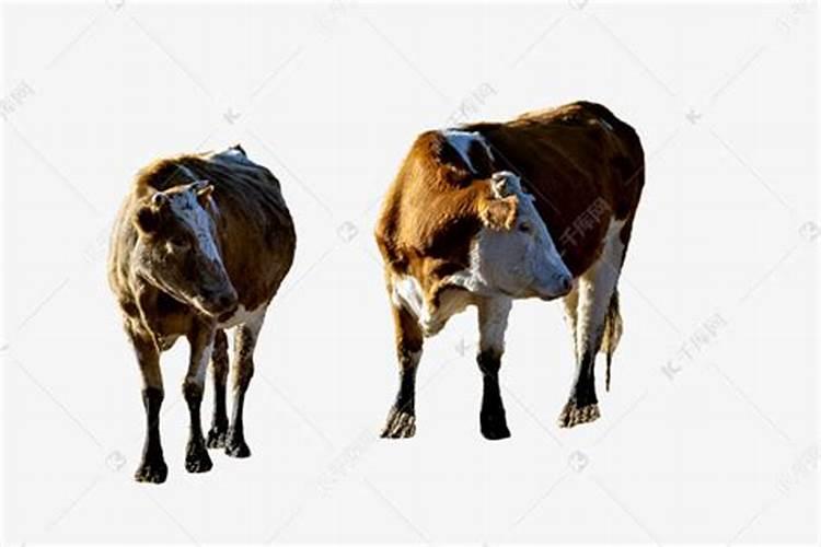 两头牛在一起是什么生肖