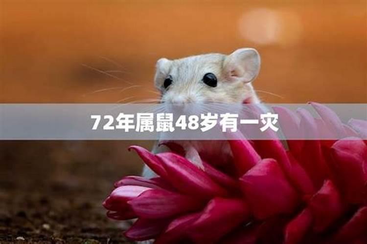 72年属鼠51岁有一灾2023