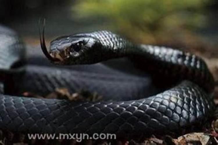 孕妇梦见一条大黑蛇是什么意思周公解梦