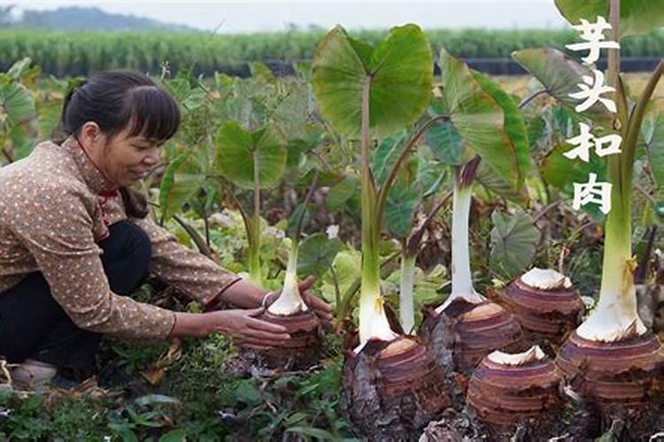 孕妇梦到芋头被人挖了