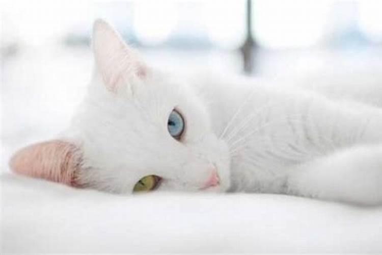 梦见猫是啥意思是什么