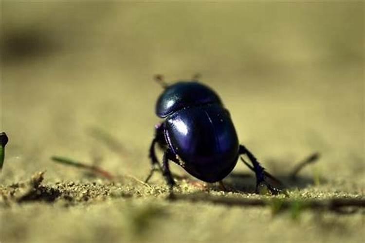 梦见黑色的虫子是什么意思