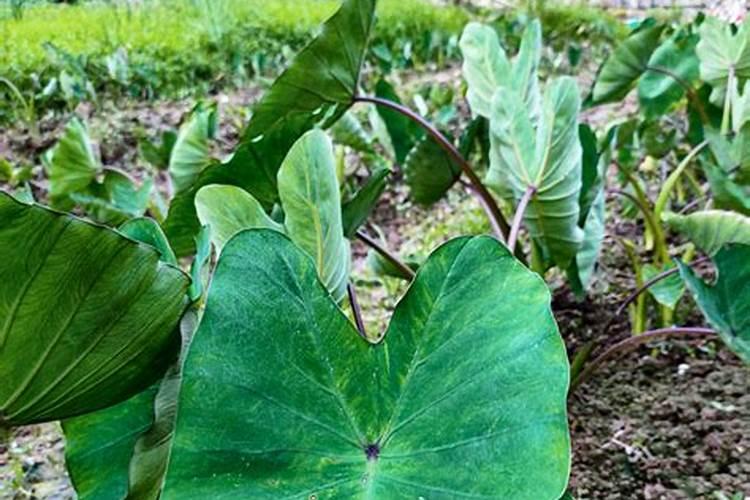 孕妇梦见芋头叶子长得很茂盛