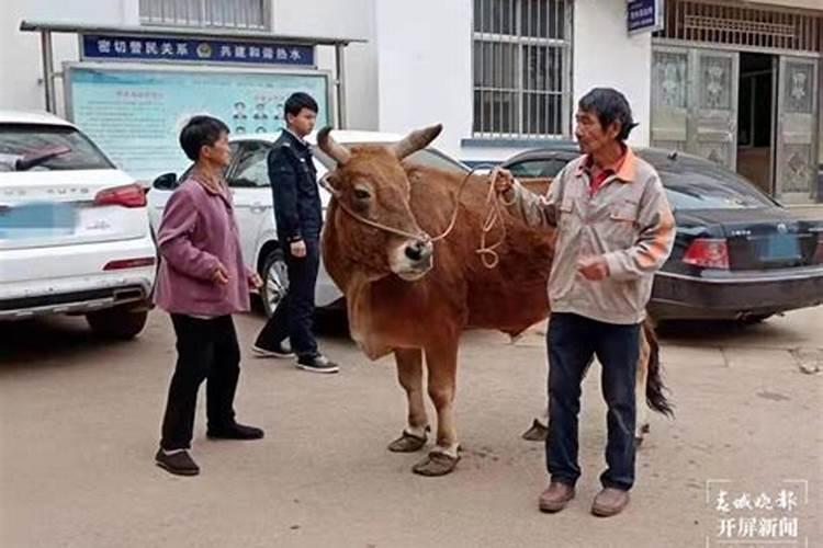 梦见别人家的牛被偷了