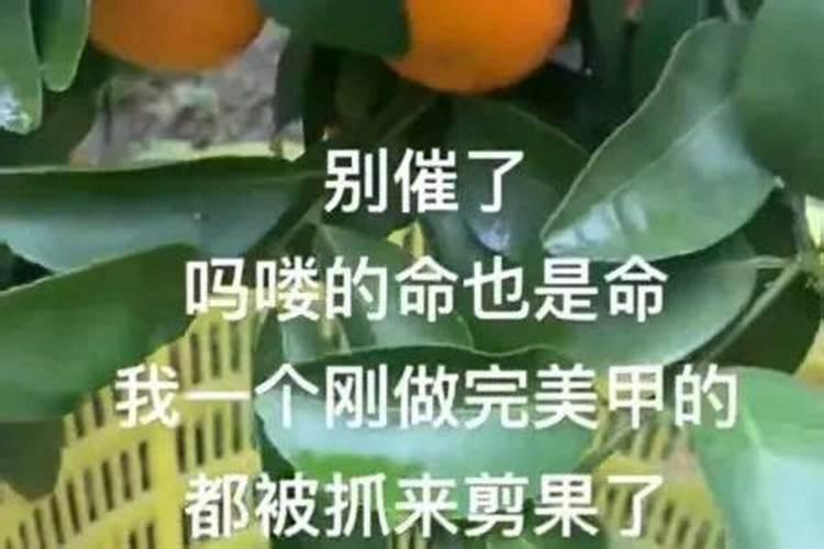 网络用语本命是什么意思