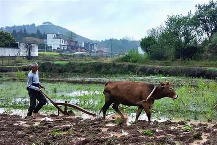 梦见耕牛犁田