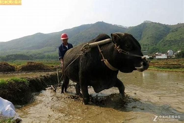 梦见牛耙田是什么意思